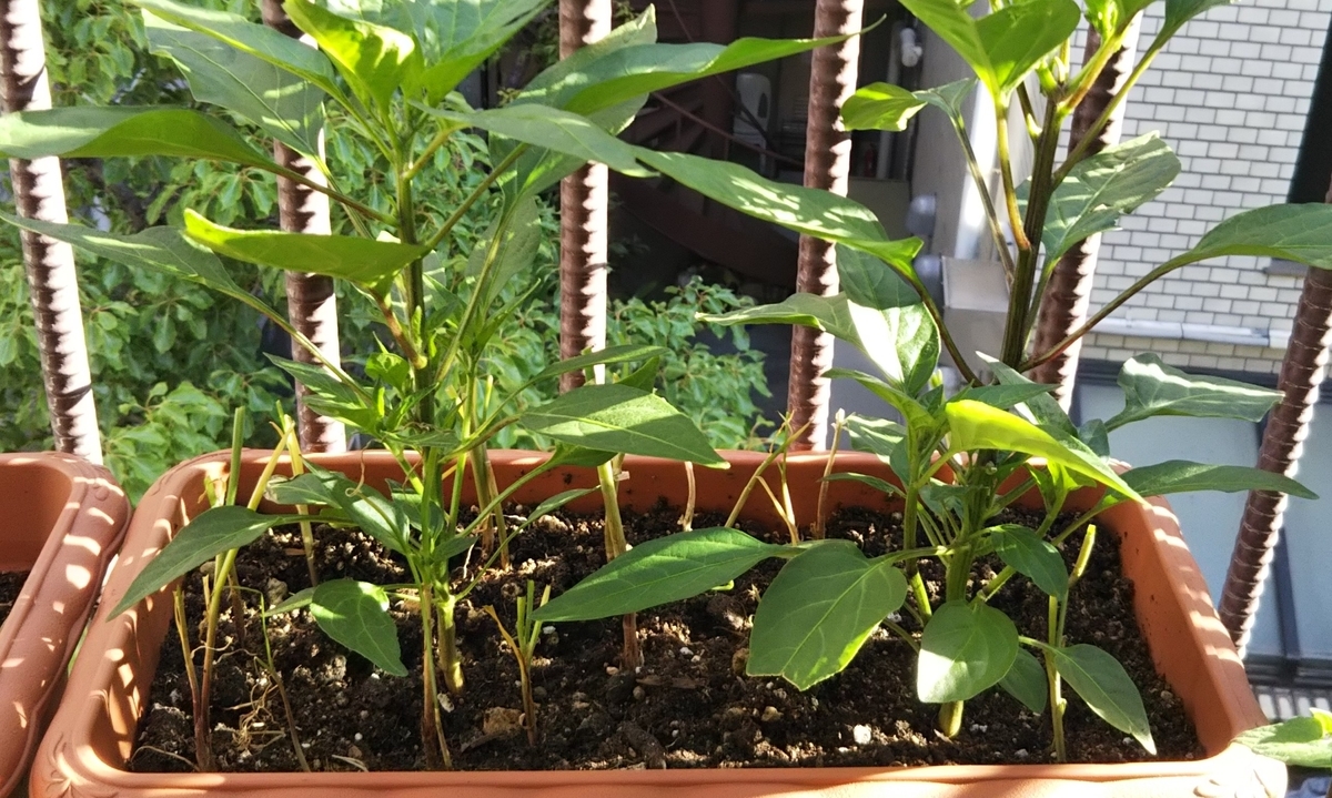 f:id:naru443:20200514071134j:plain