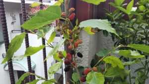 f:id:naru443:20200522160941j:plain