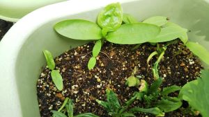 f:id:naru443:20200525100906j:plain