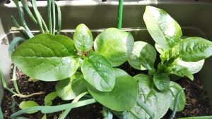 f:id:naru443:20200525133700j:plain