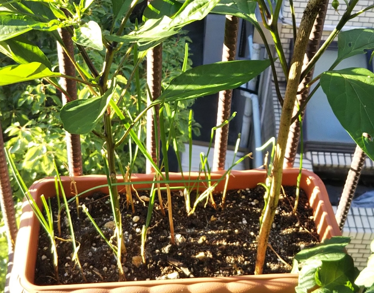 f:id:naru443:20200528174722j:plain