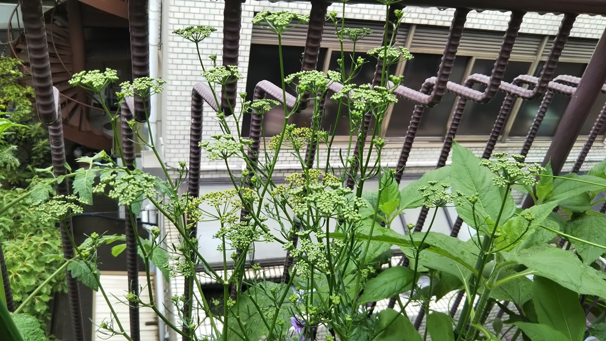 f:id:naru443:20200531115129j:plain