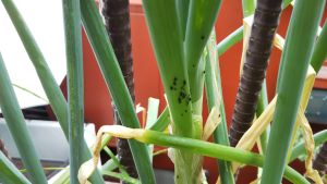 f:id:naru443:20200531115752j:plain