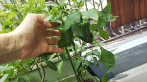 f:id:naru443:20200615124106j:plain