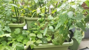 f:id:naru443:20200619111712j:plain