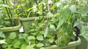 f:id:naru443:20200619111713j:plain