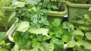 f:id:naru443:20200619111717j:plain