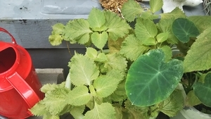 f:id:naru443:20200619111727j:plain