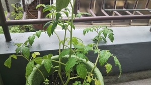 f:id:naru443:20200619111736j:plain