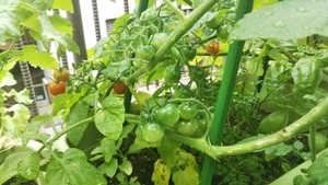 f:id:naru443:20200619111805j:plain