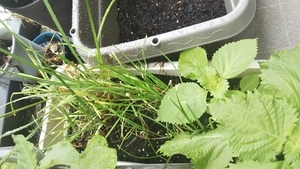 f:id:naru443:20200619112000j:plain