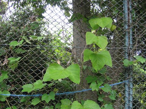 f:id:naru443:20200815214256j:plain