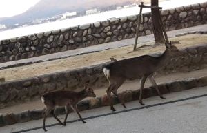 f:id:naru443:20201211072756j:plain