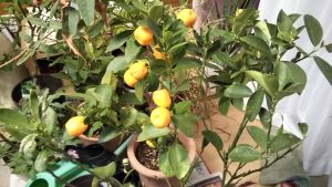 f:id:naru443:20201230222323j:plain