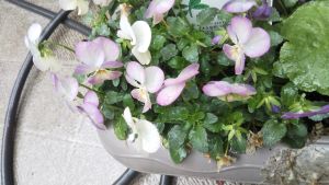 f:id:naru443:20210321123845j:plain