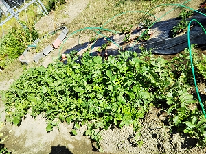 f:id:naru443:20211108214811j:plain