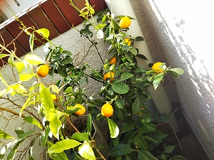 f:id:naru443:20220102212938j:plain