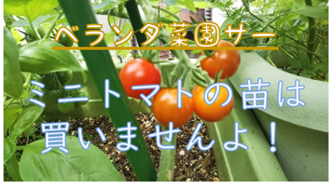 ベランダ菜園 今年も苗を買わずにミニトマトを育てます よしまる