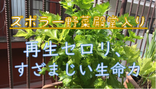 ベランダ菜園 再生セロリが３年目に突入 よしまる