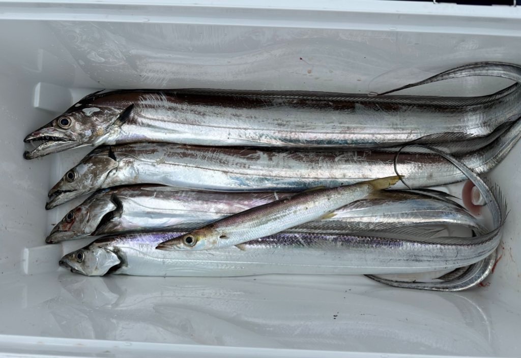 f:id:narufish2692:20230526204529j:image f:id:narufish2692:20230526204529j:image