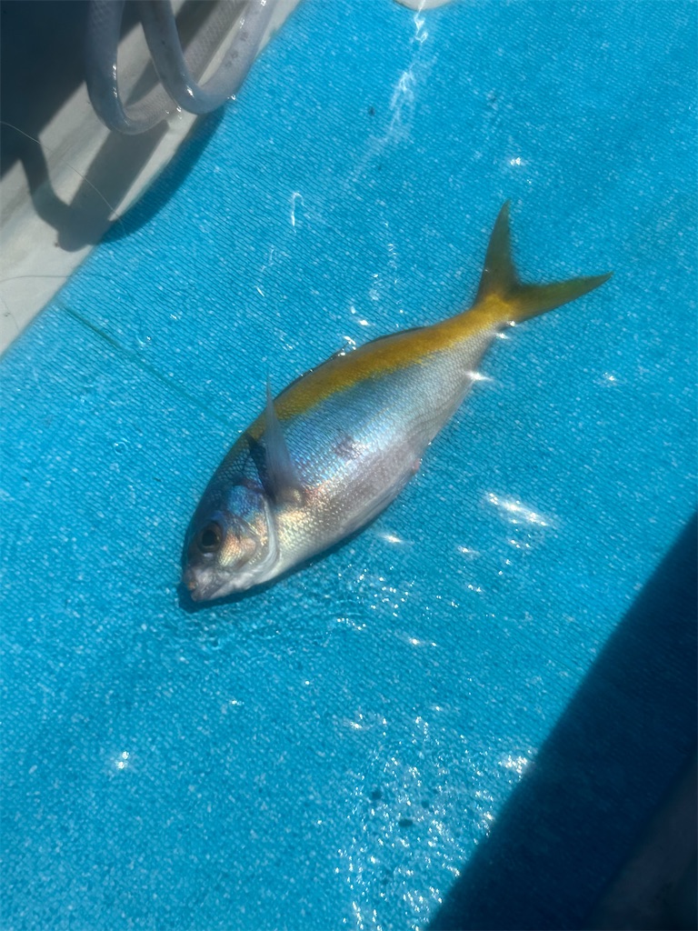 f:id:narufish2692:20230527212947j:image f:id:narufish2692:20230527212947j:image
