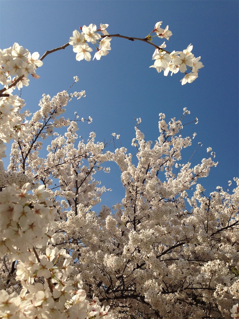 桜花 なるがままにされよう
