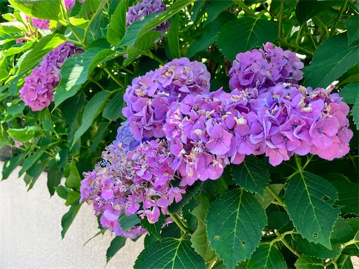 f:id:naruhome:20250618162924j:image