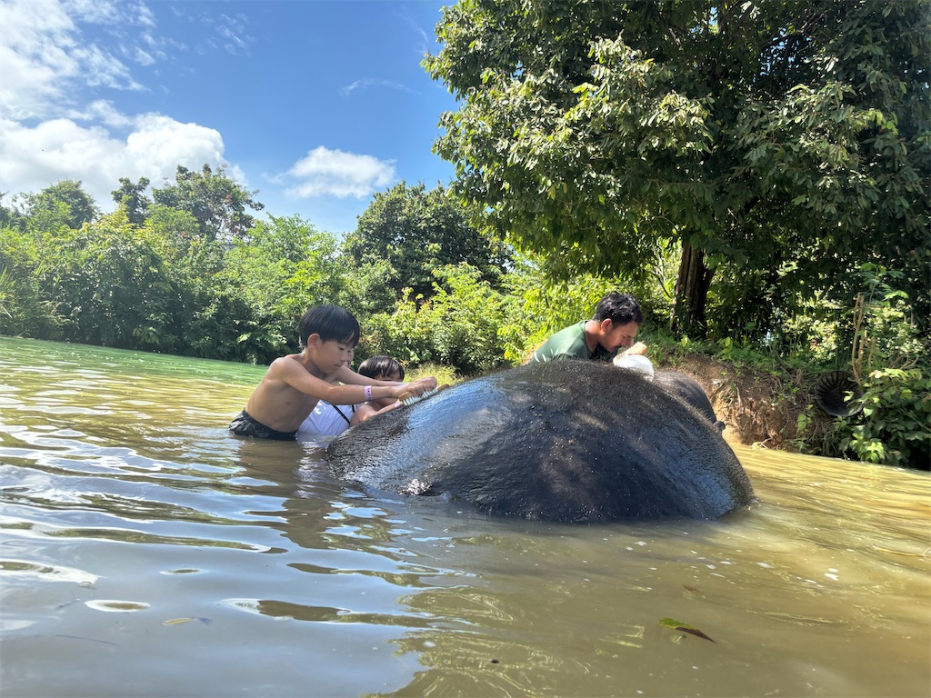 プーケットで子連れゾウ体験!Elephant Jungle Sanctuaryで自然な触れ合い - naruhome