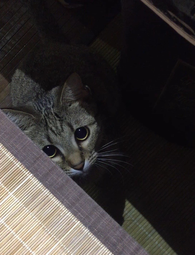 f:id:naruki_h:20160401175712j:plain