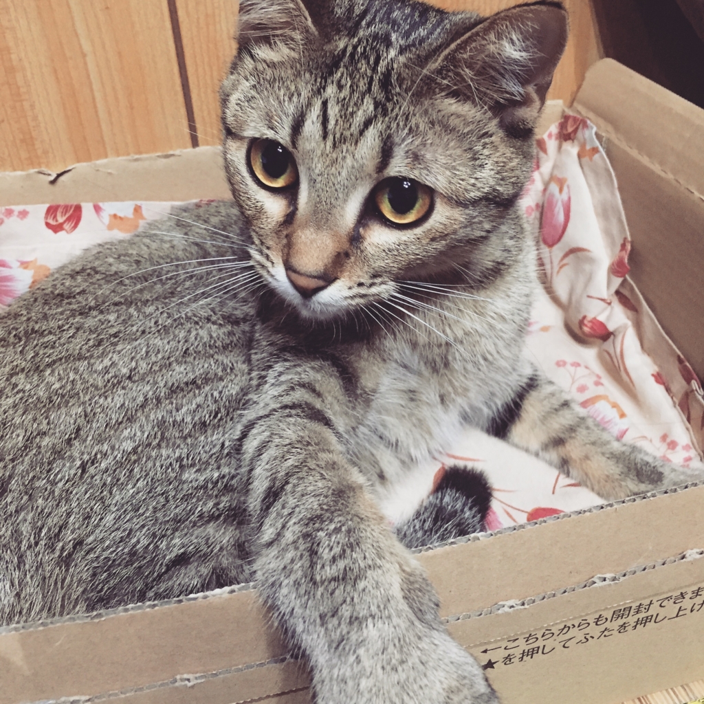 f:id:naruki_h:20160401175821j:plain