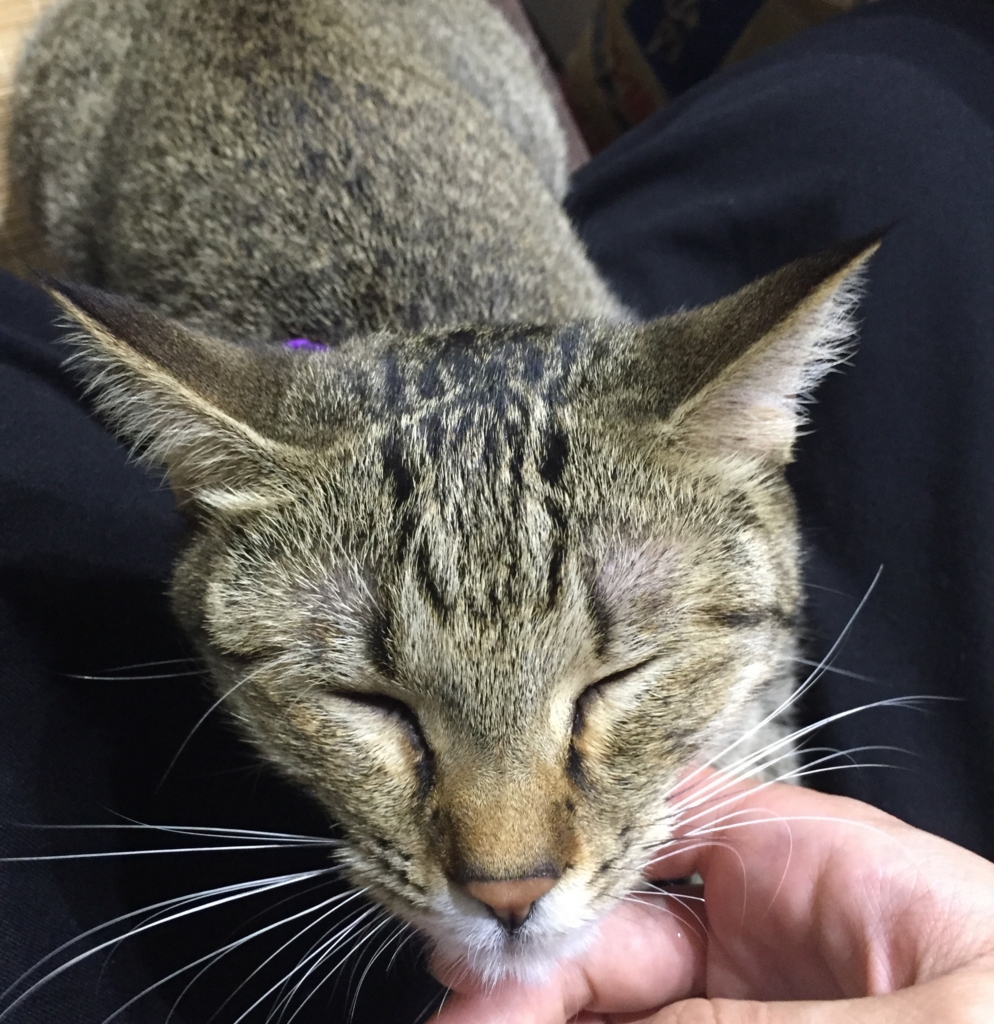 f:id:naruki_h:20160401183523j:plain