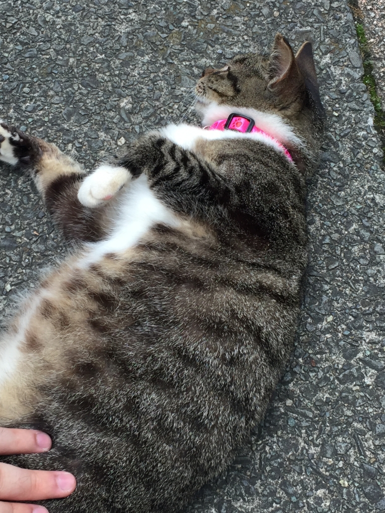 f:id:naruki_h:20160701064909j:plain