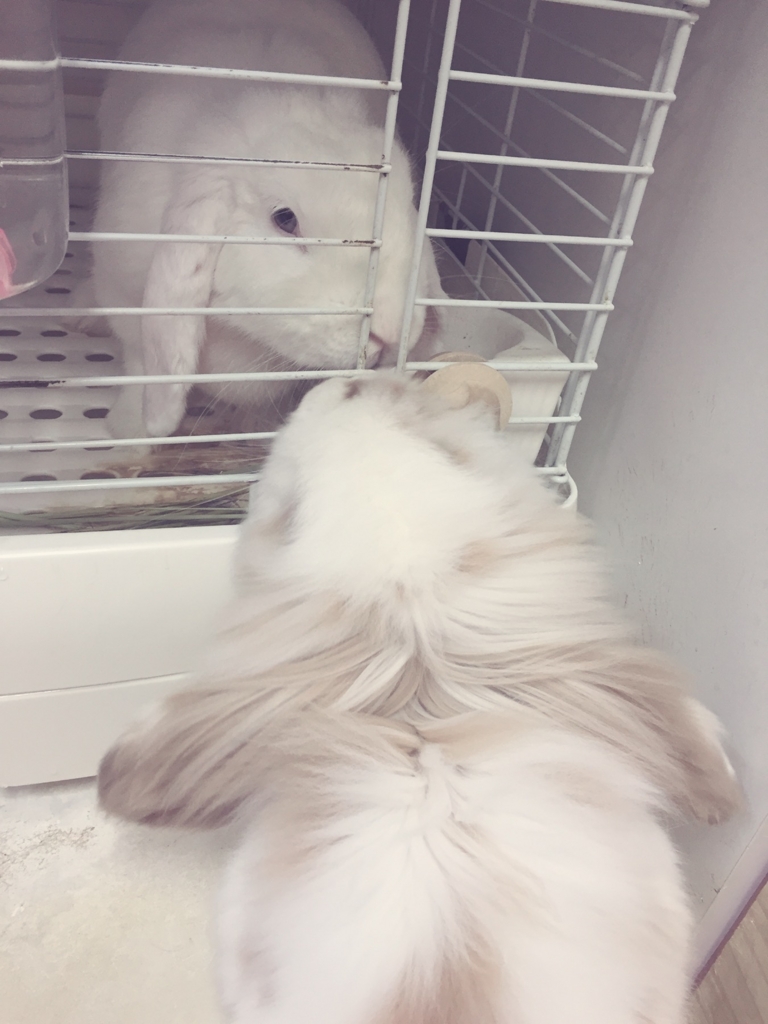 f:id:naruki_h:20160707094802j:plain