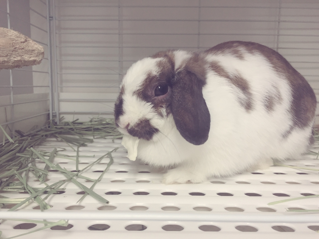 f:id:naruki_h:20160707094807j:plain