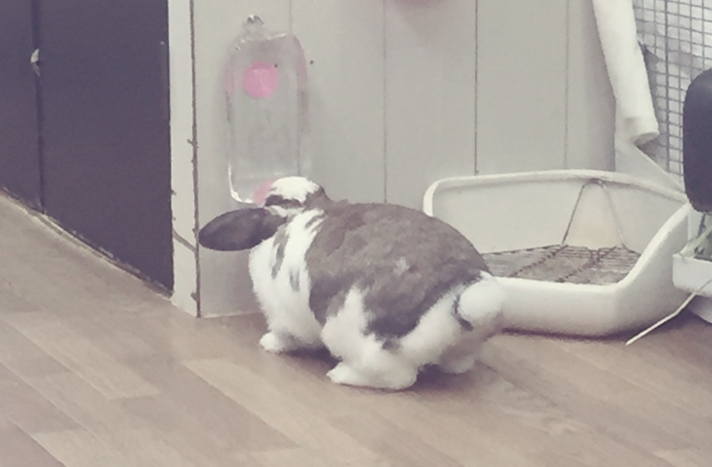 f:id:naruki_h:20160707094854j:plain