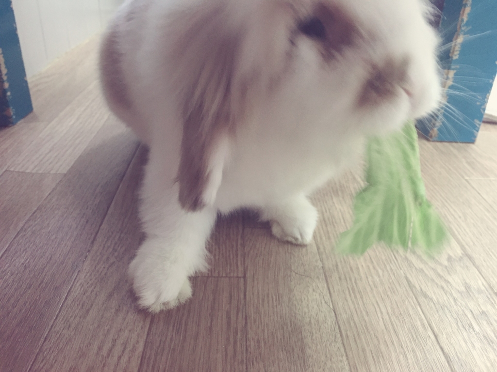 f:id:naruki_h:20160707094913j:plain