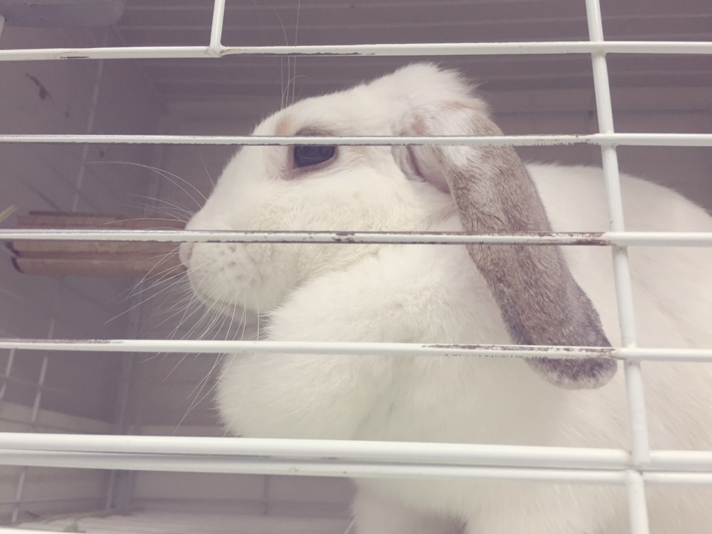 f:id:naruki_h:20160707094931j:plain