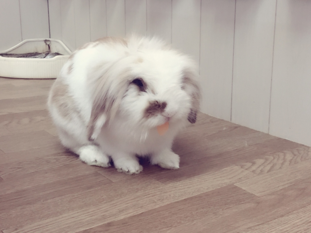 f:id:naruki_h:20160707094944j:plain