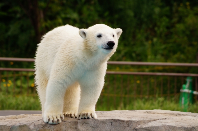 f:id:naruki_h:20161008021749j:plain