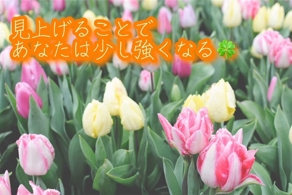 f:id:narumi087:20190422205722j:image f:id:narumi087:20190422205722j:image