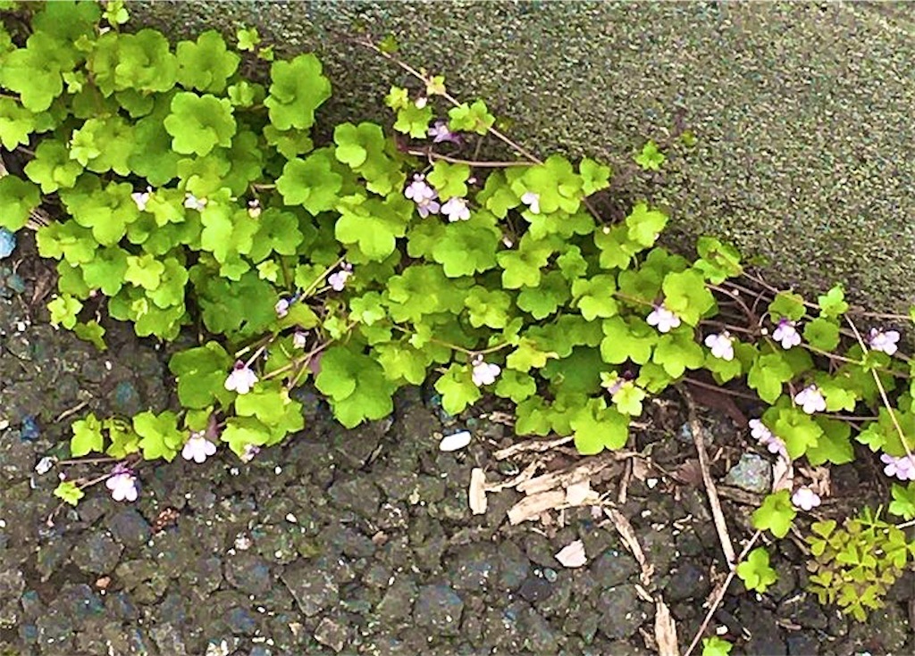 f:id:narumi087:20210430225158j:image f:id:narumi087:20210430225158j:image
