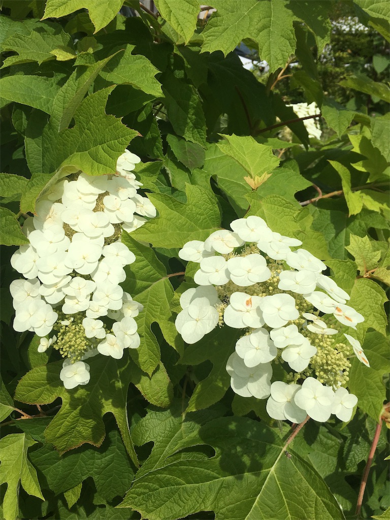 f:id:narutabi:20190829221743j:image