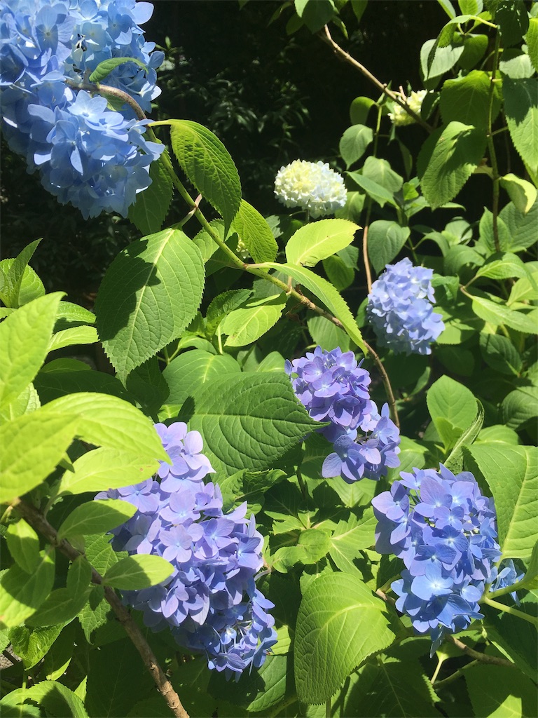 f:id:narutabi:20190829221800j:image