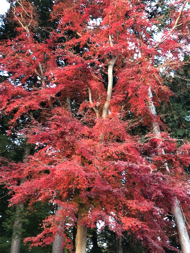 f:id:narutabi:20201122215102j:image f:id:narutabi:20201122215102j:image