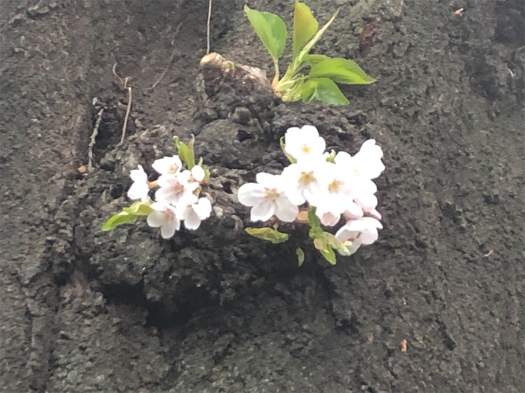 f:id:narutabi:20210328133150j:image f:id:narutabi:20210328133150j:image