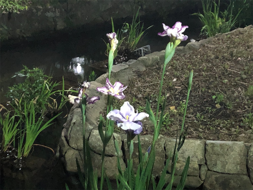 f:id:narutabi:20210516175454j:image