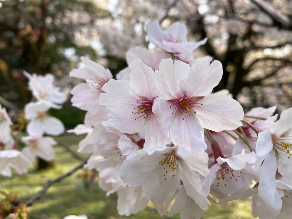 f:id:narutabi:20220403153536j:image f:id:narutabi:20220403153536j:image