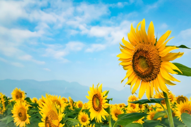 f:id:narutabi:20220406193157j:plain