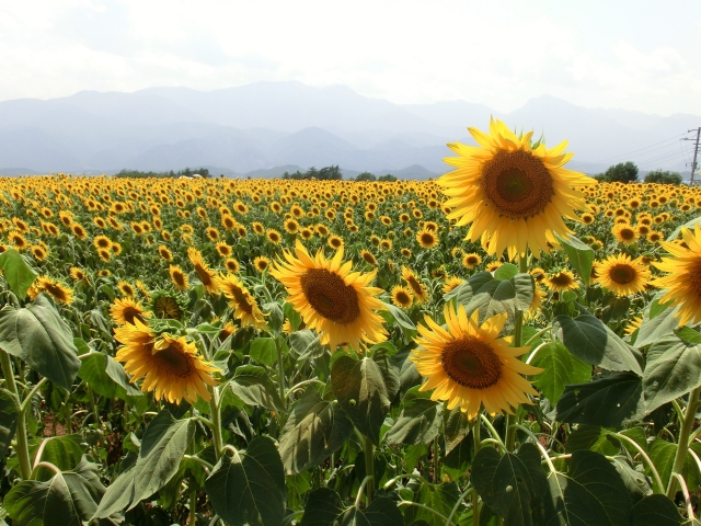 f:id:narutabi:20220406193201j:plain