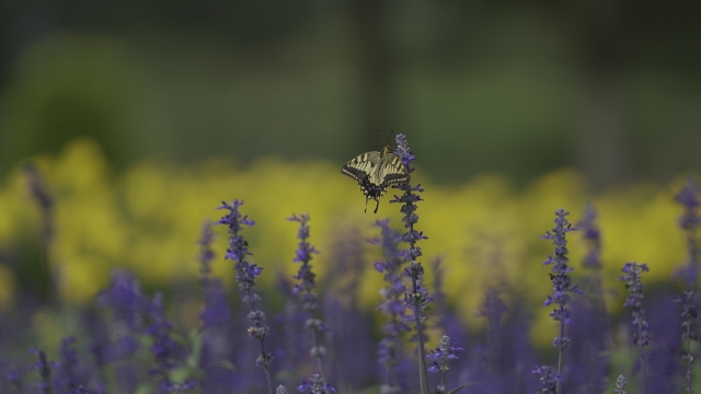 f:id:narutabi:20220406193524j:plain